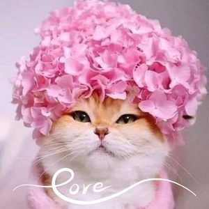 Meet your Posher, Nichole